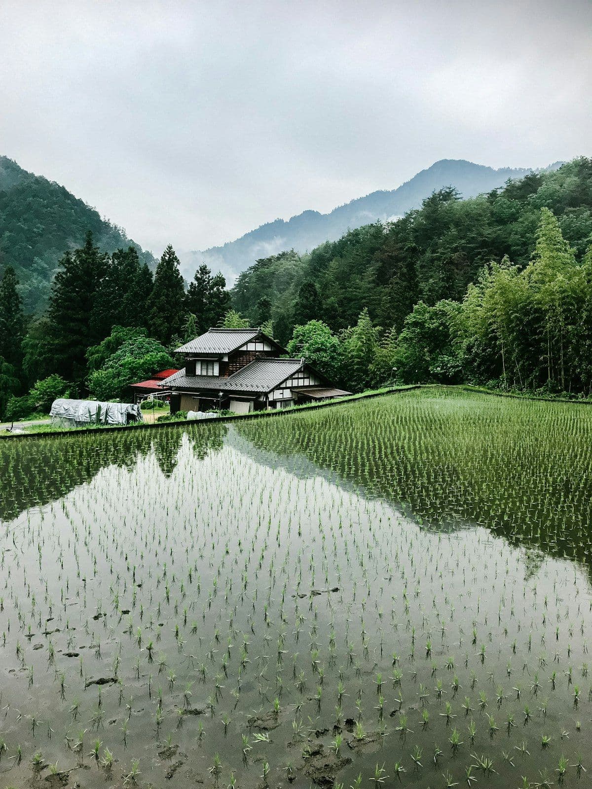 Aomori Apples: Orchards, Cider, and the Fruit That Built a Prefecture