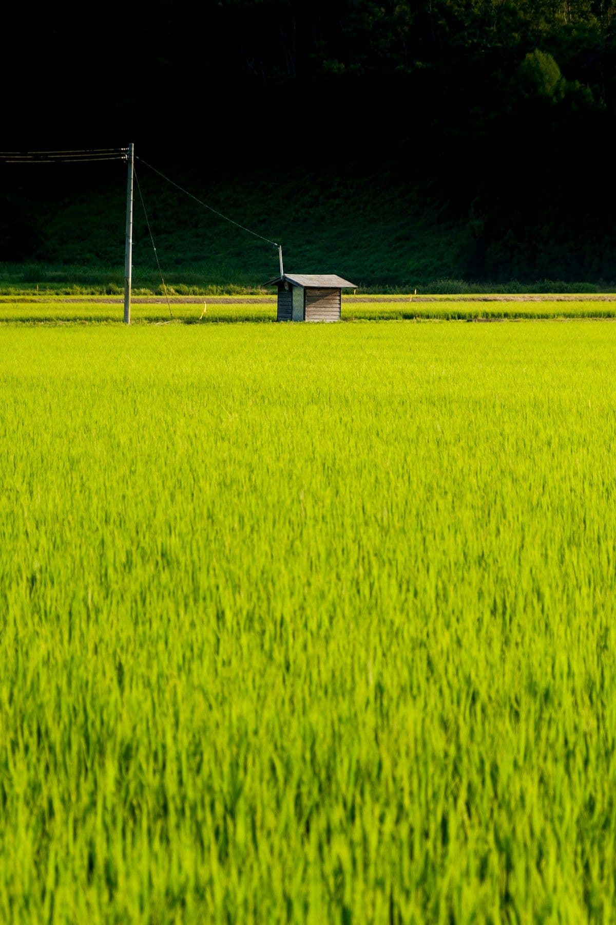 Tohoku in Summer: The Season That Gets Overlooked and Shouldn't