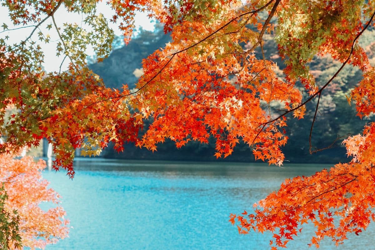 Why Japan's Best Experiences Are All in Tohoku Now