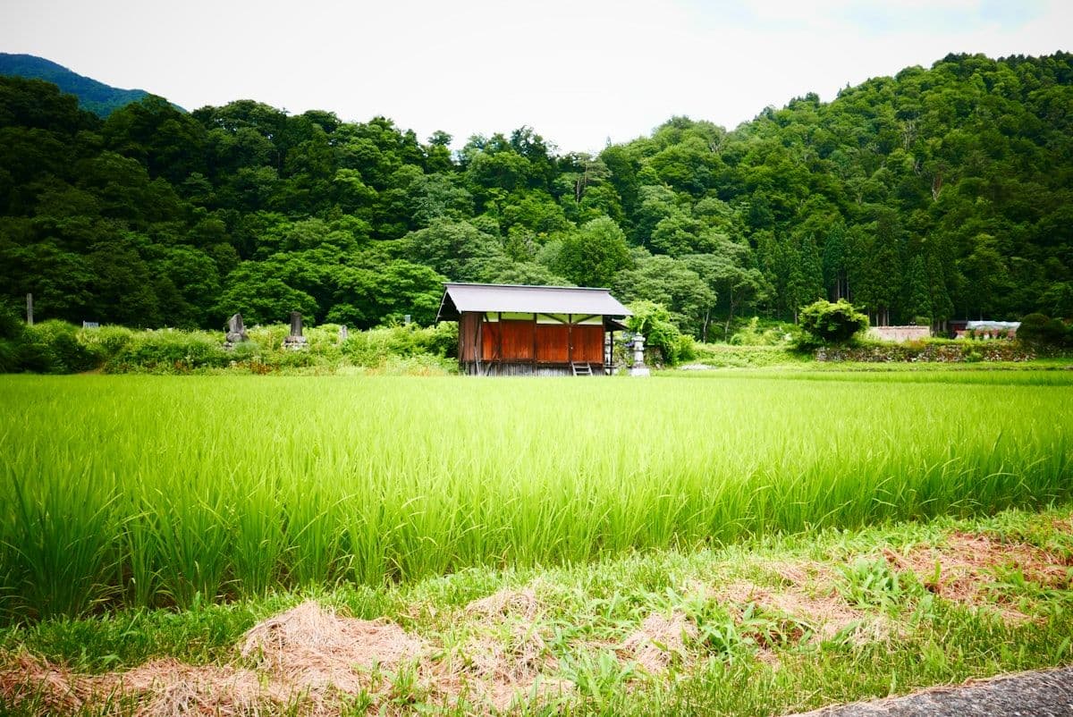 Shirakami-Sanchi: Japan's Forgotten UNESCO Forest and How to Visit It